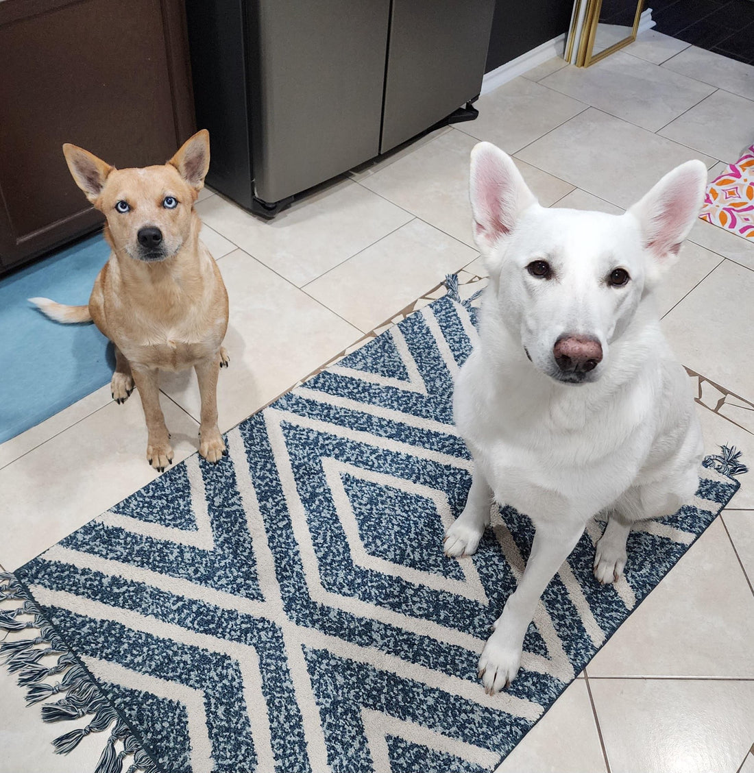 First Spotlight! The Lucky Spot Dog Rescue in San Antonio