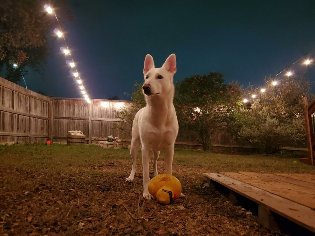 Meet Our Spokesdog, Kali