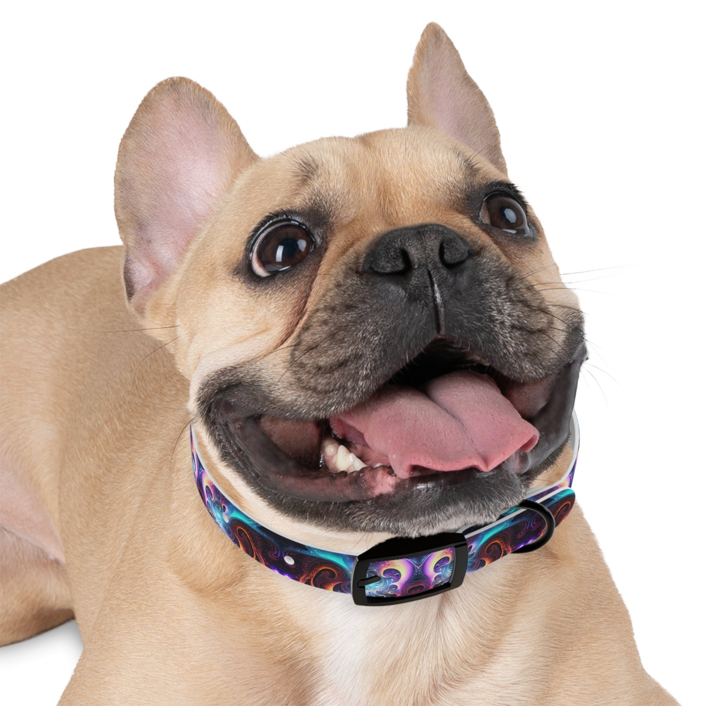 Neon Spiral Dog Collar