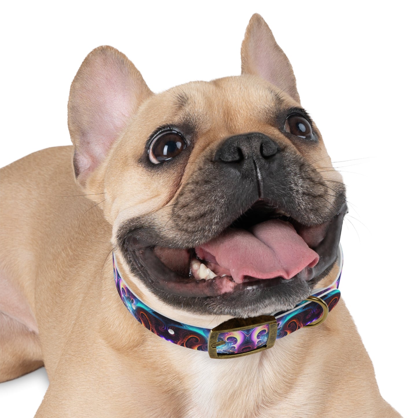 Neon Spiral Dog Collar