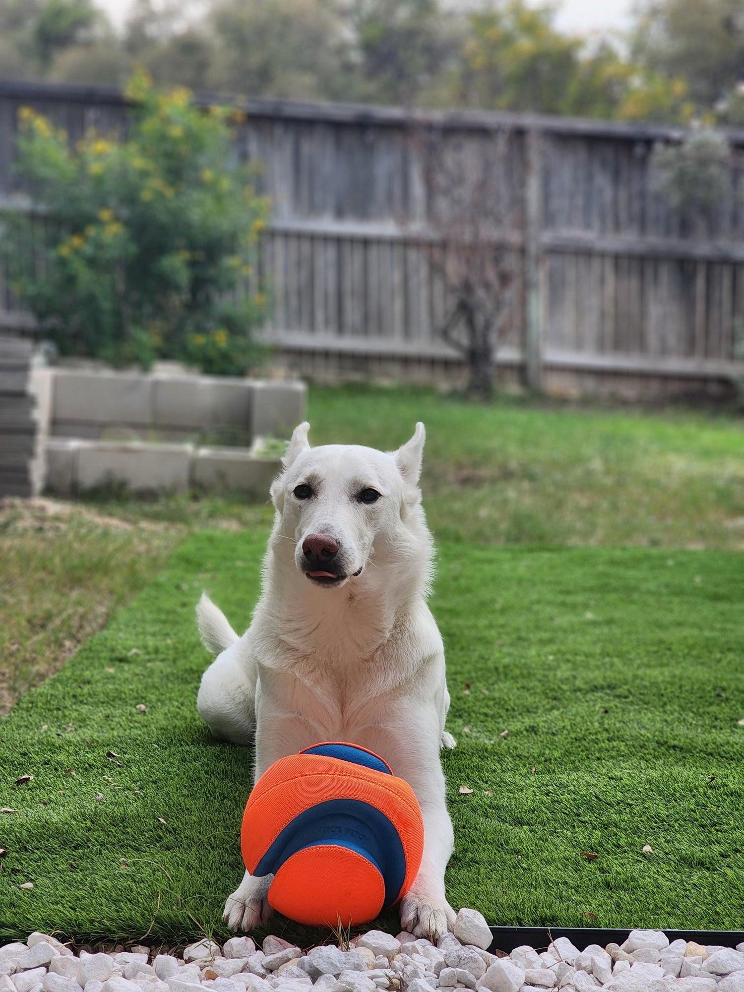 Help Support Animal Shelters and Rescues