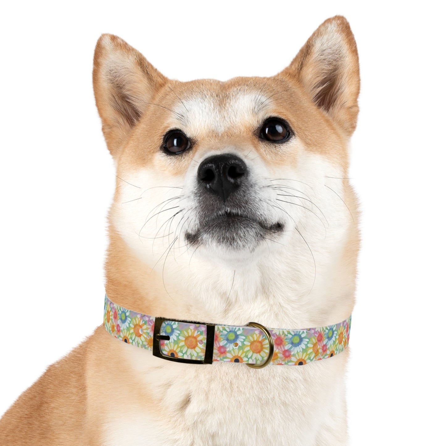 Summer Daisy Watercolor Pattern Dog Collar