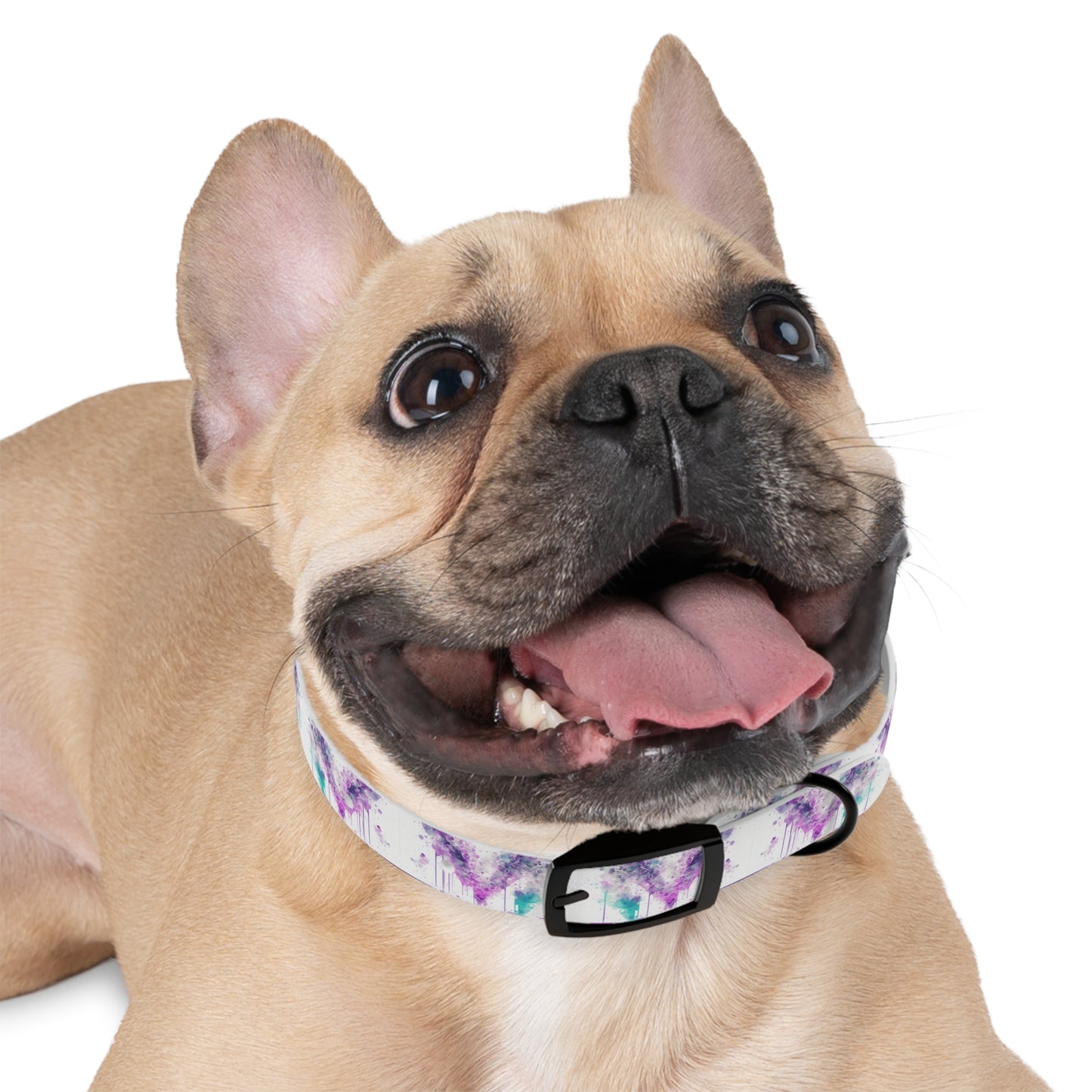 Creative Chaos Dog Collar