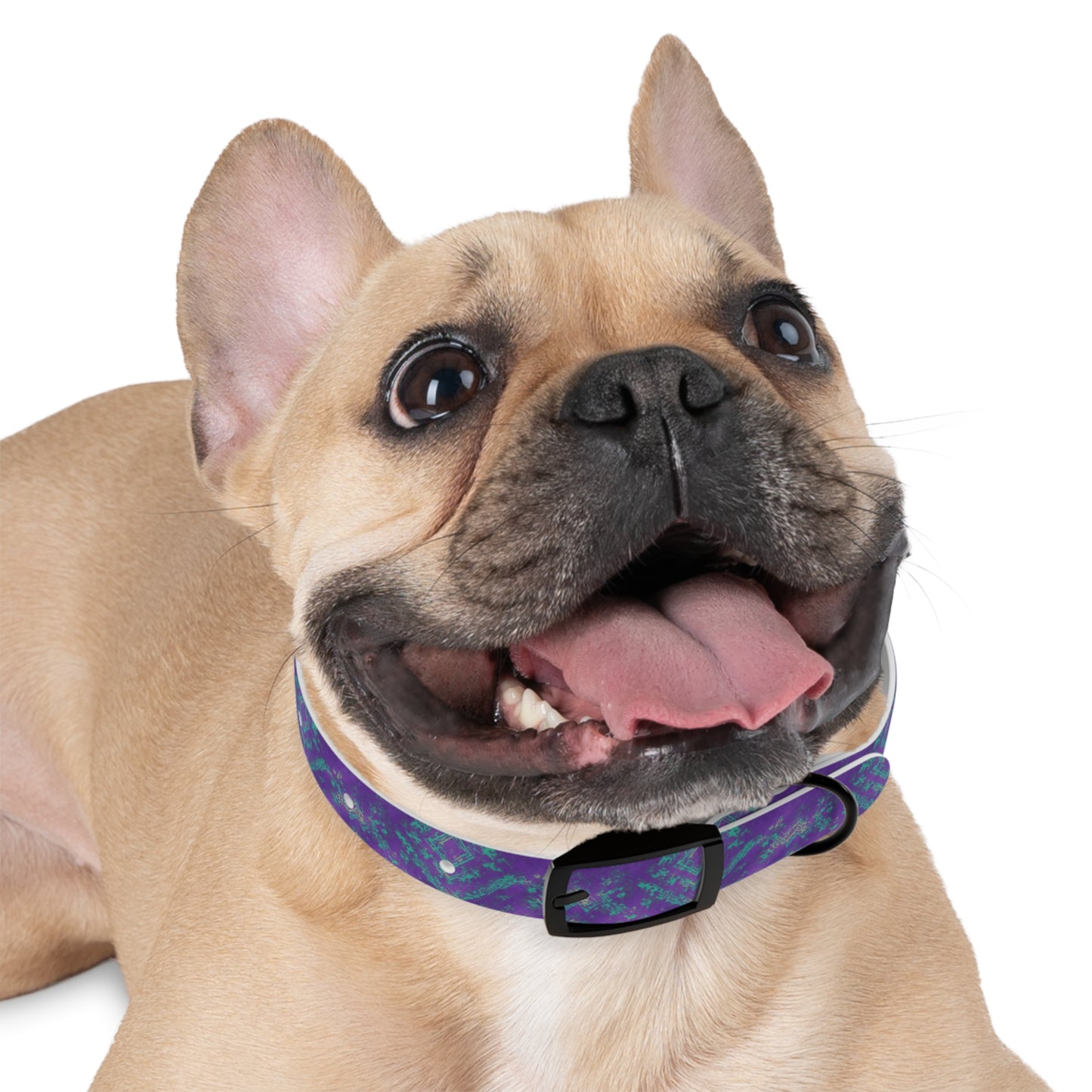 Radiance Rhapsody Dog Collar