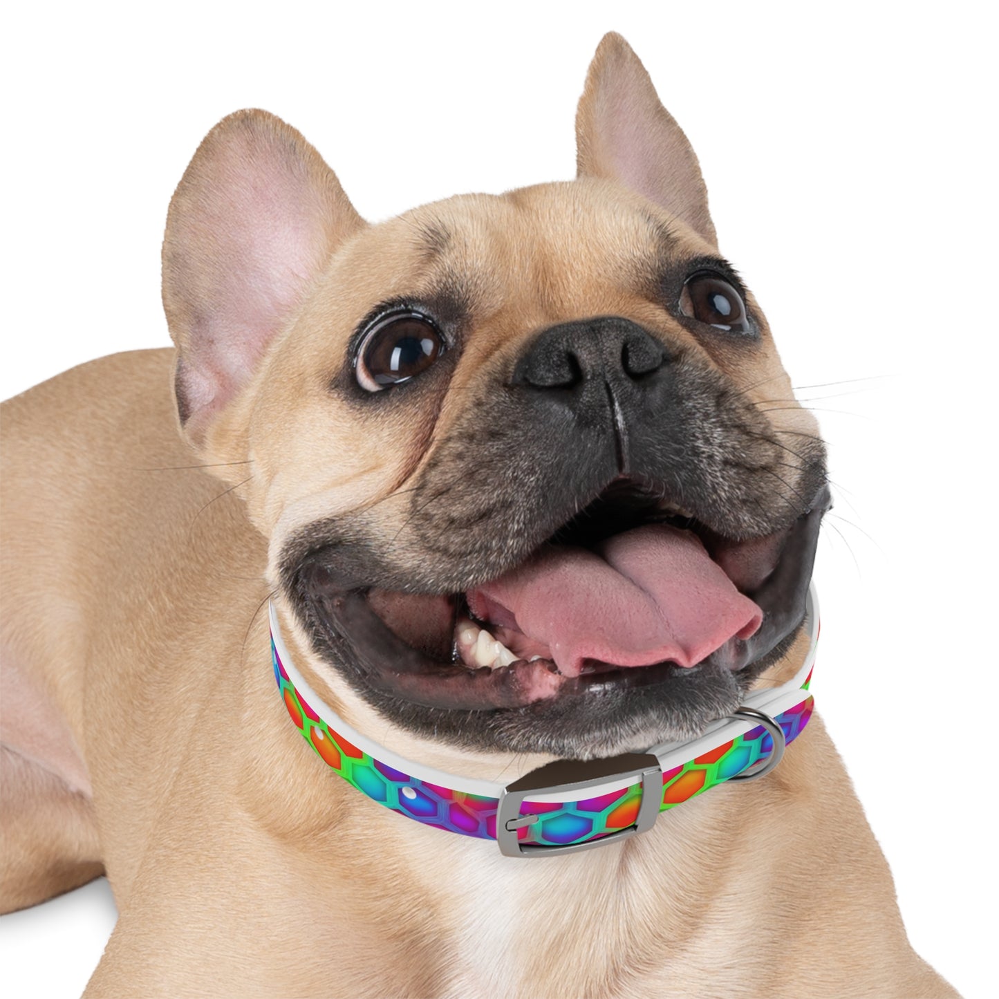 Color Hive Dog Collar