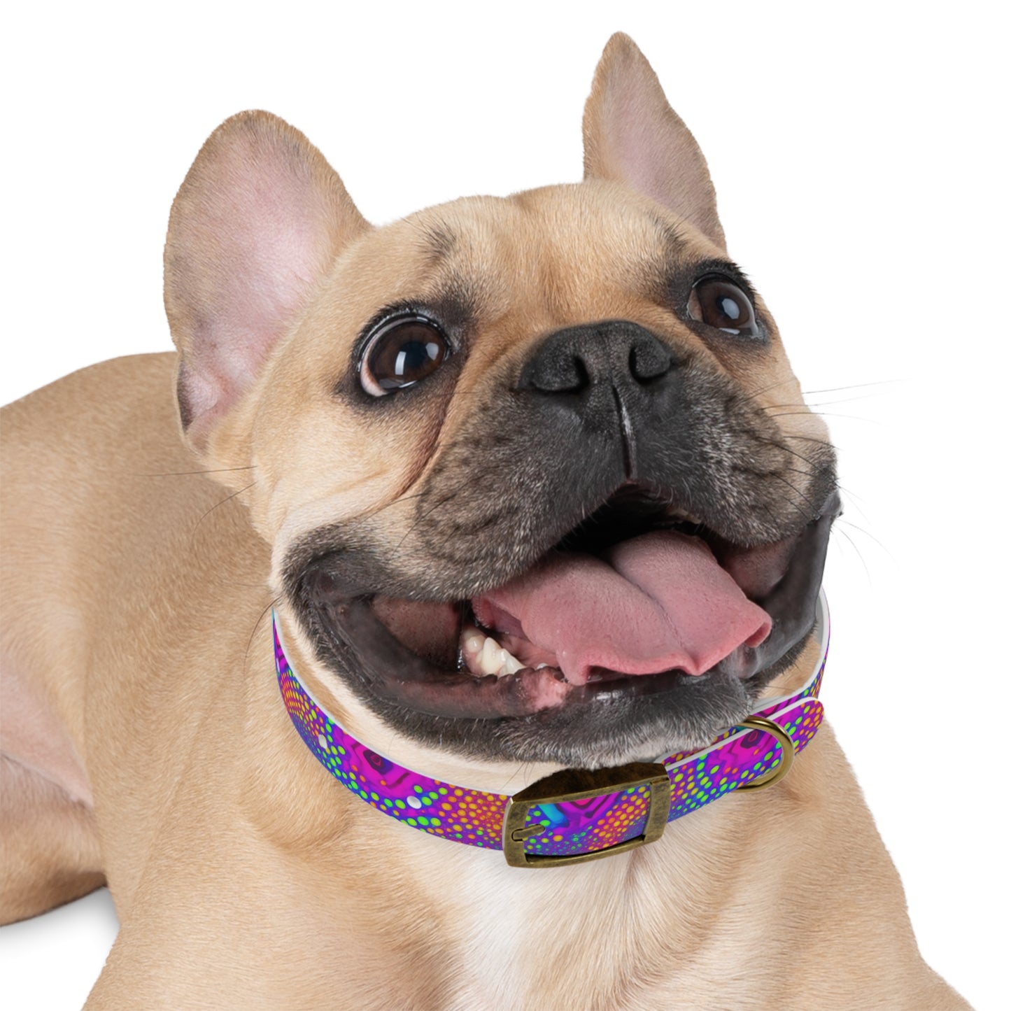 Chroma Chic Dog Collar