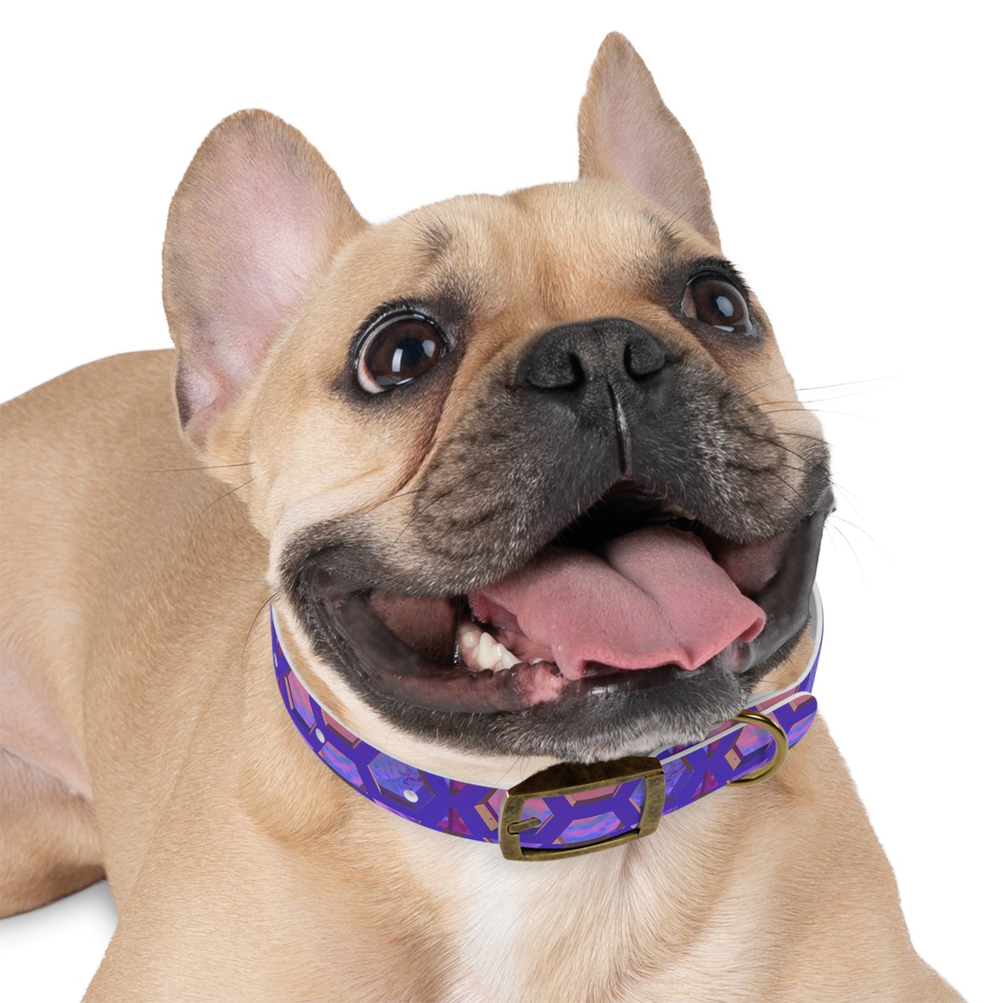 Hexa Bliss Dog Collar