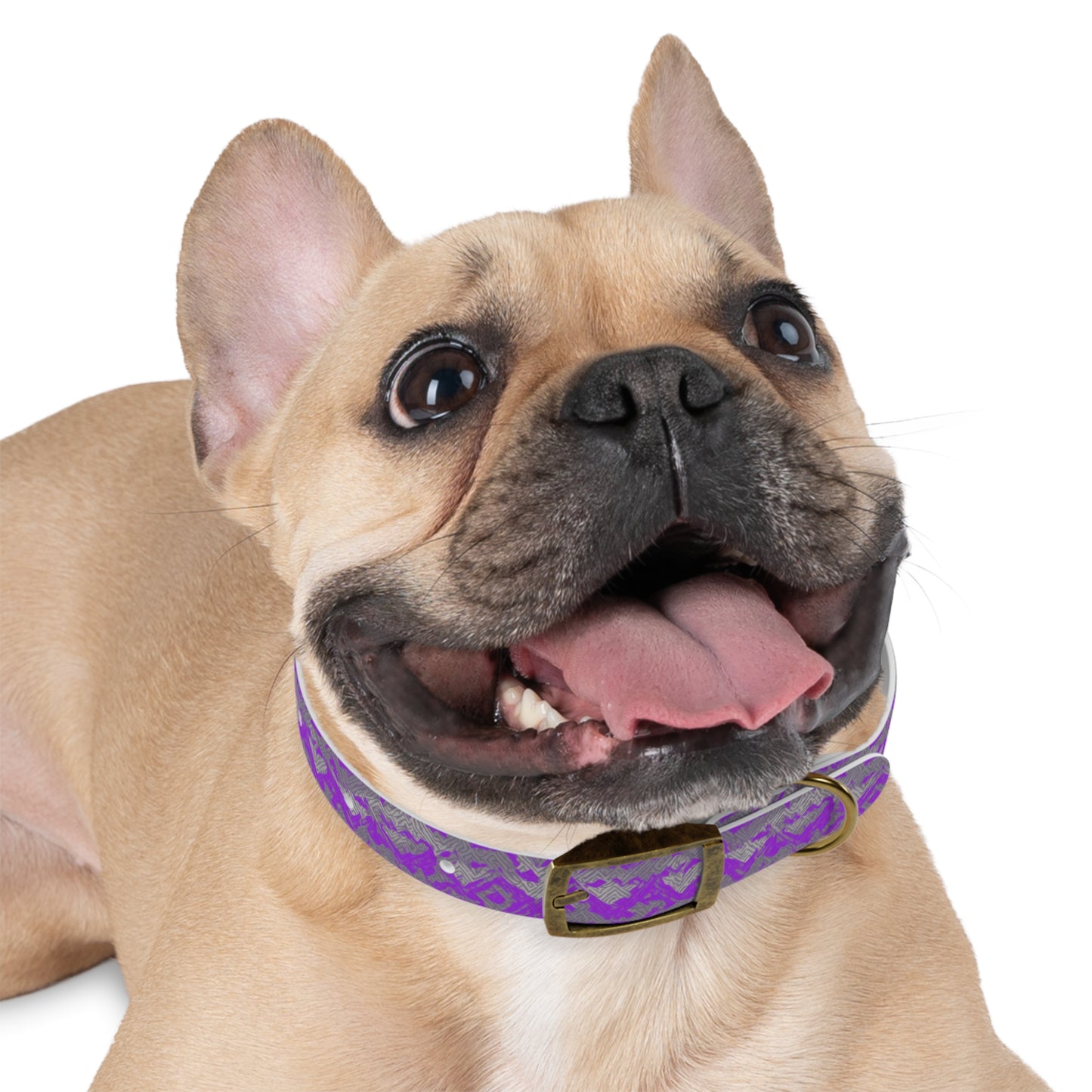 Diamond Dust Dog Collar