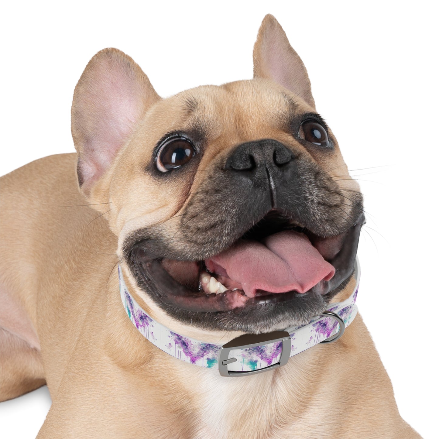 Creative Chaos Dog Collar