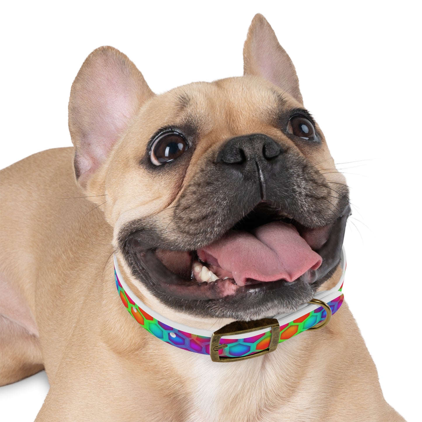 Color Hive Dog Collar