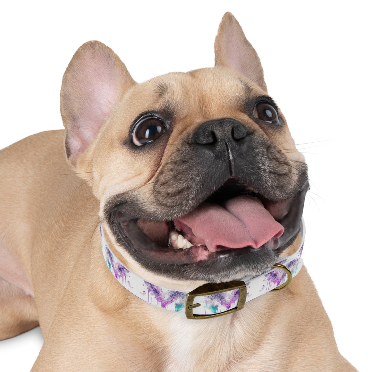 Creative Chaos Dog Collar