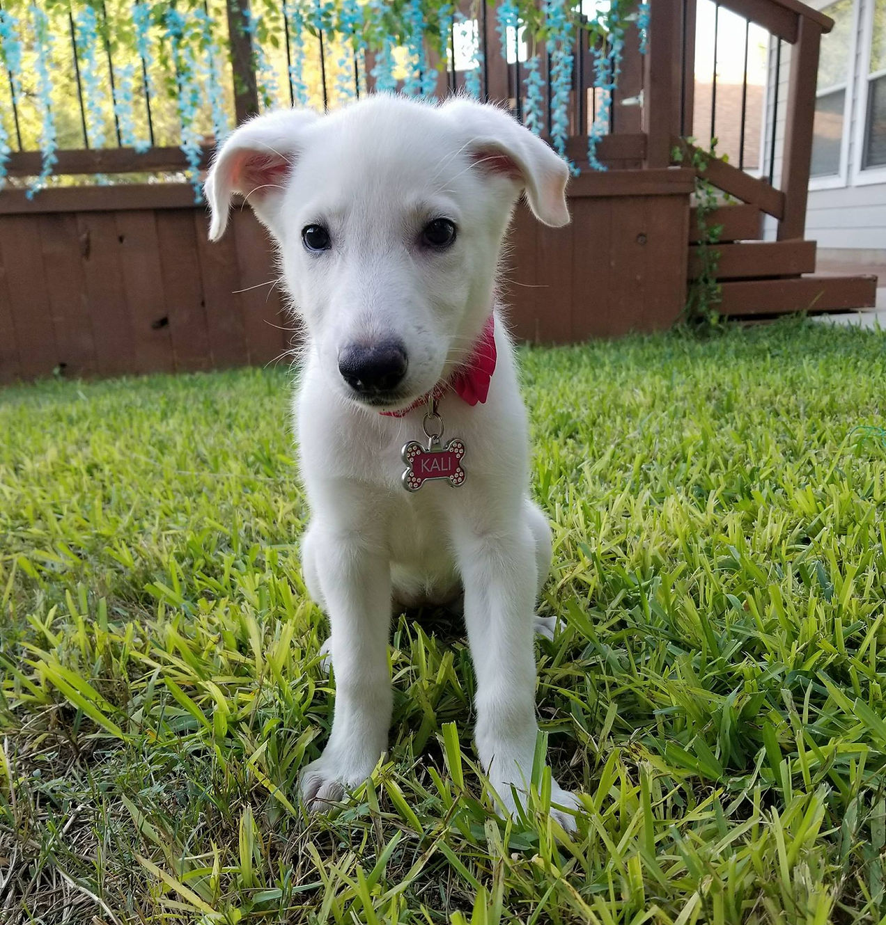 Kali The Whisker Tails Club Pet Store Spokesdog