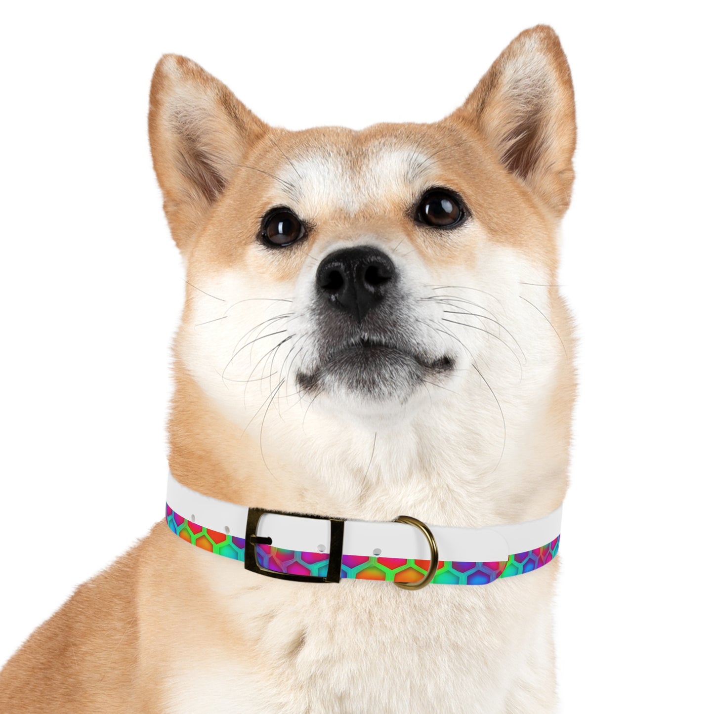 Color Hive Dog Collar