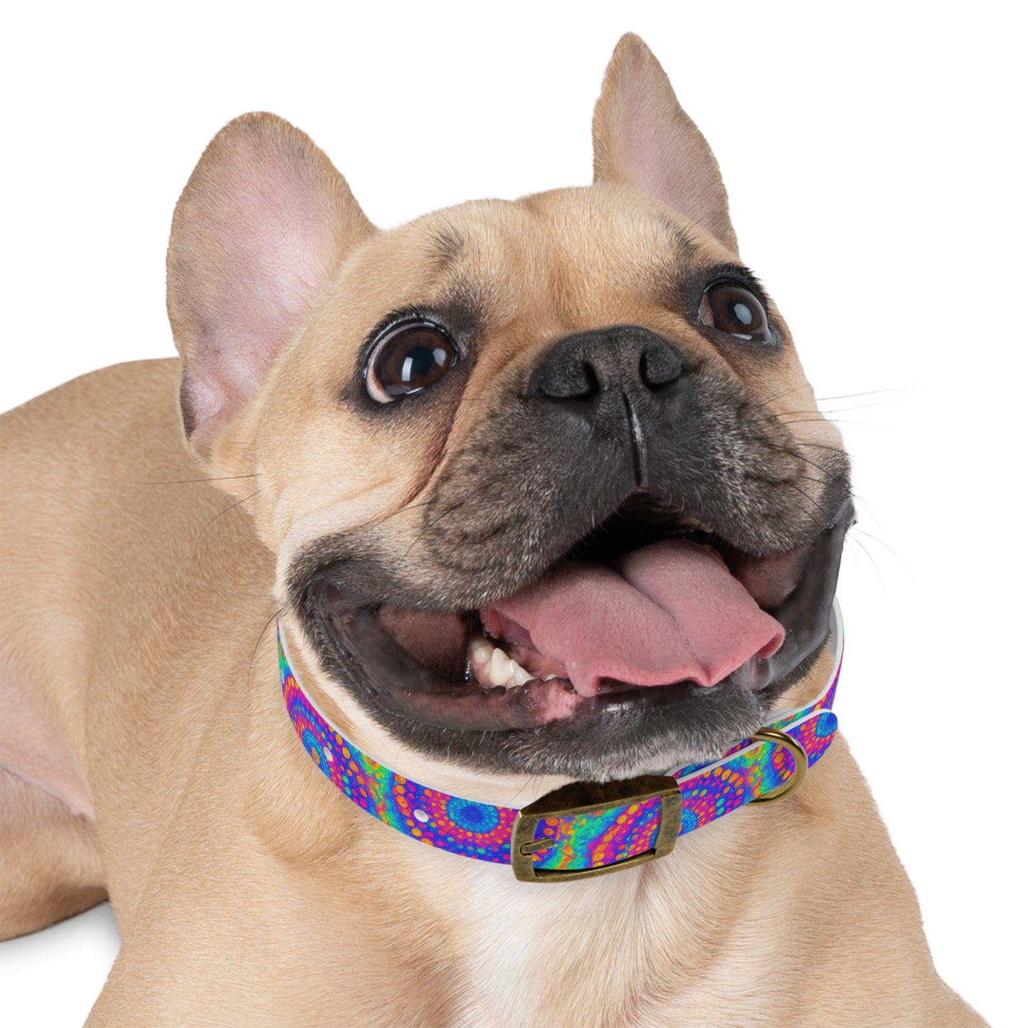 Poly Glow Dog Collar