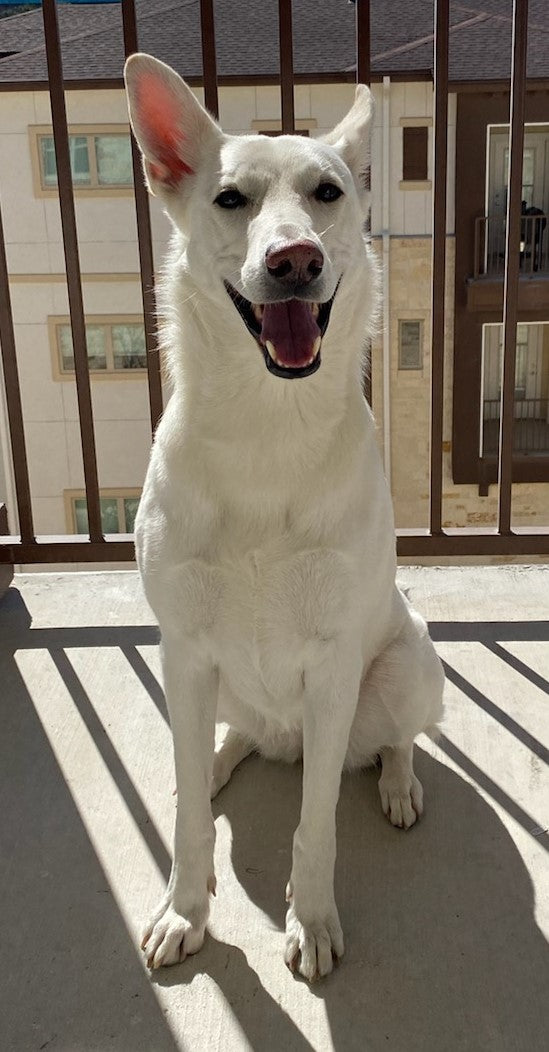 Kali The Whisker Tails Club Pet Store Spokesdog